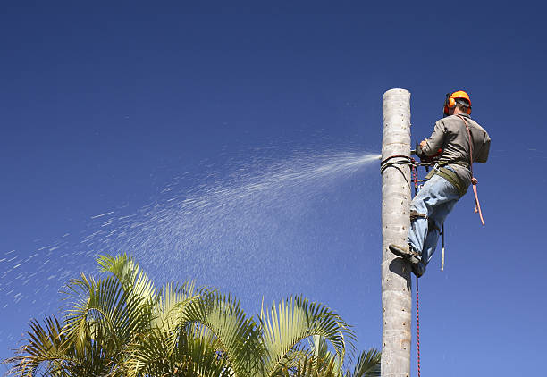 Best Tree Removal  in Martinsburg, PA
