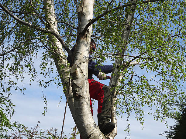 Trusted Martinsburg, PA Tree Care Experts