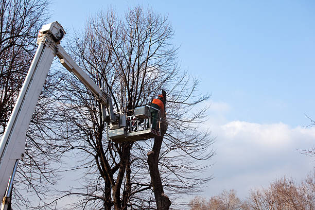 Best Firewood Processing and Delivery  in Martinsburg, PA